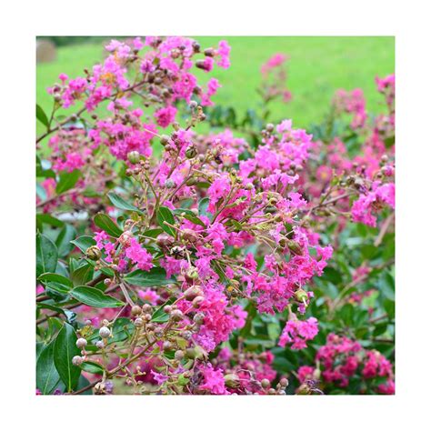 Lilas Des Indes Indica Mimie Rose Dablage Achat Direct Au