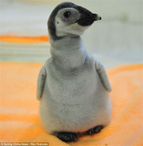 Happily Feather After The Bald Baby Penguin Rejected By Its Parents