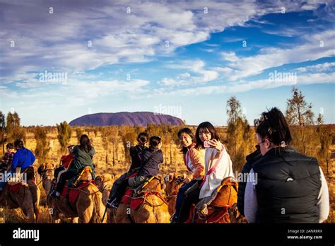 Tourists On A Camel Sunset Tour With Uluru In The Distance Taking