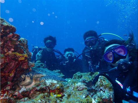 【沖縄・石垣島】石垣島満喫マンタ・ウミガメに会いに！ 1日体験ダイビングツアー （1diveとシュノーケル付き）写真データ無料プレゼント