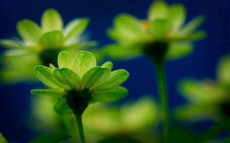 Green Flowers Wallpapers - Wallpaper Cave