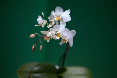 Orchidées Voici la méthode parfaite pour la tailler parfaitement et