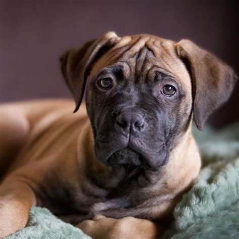 bullmastiff on Tumblr
