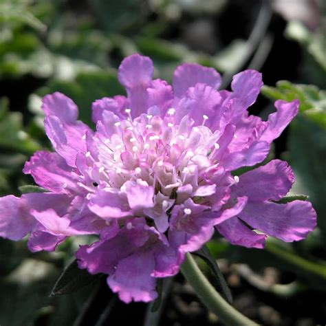 Scabiosa 'Butterfly Blue' Pincushion Flower from Babikow