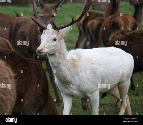 Rare White Fallow Deer Stag With Red Deer Herd Stock Photo Alamy