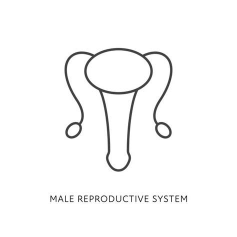 20 Drawing Of A Male Reproductive Anatomy Diagram Stock Illustrations