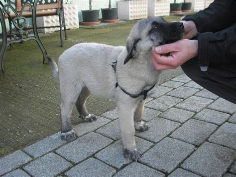 Kangal Welpen