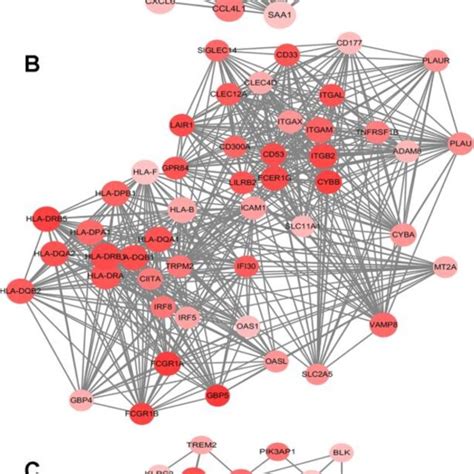 Network Analysis Results Of The Top 3 Proteinprotein Interaction