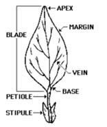 Leaf structure Lamina blade: The flat part of a leaf or leaflet ...