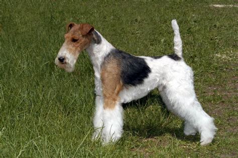 Fox Terrier : caractère, santé, éducation… - Boutique chien