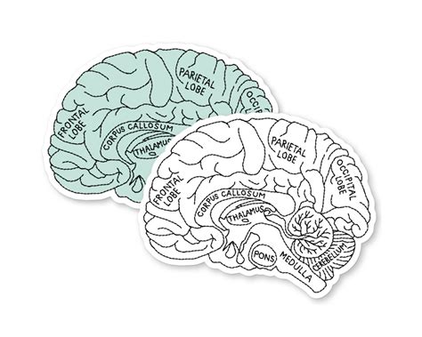 Brain Anatomy Sticker Brain Sticker Neurology Sticker Etsy Uk