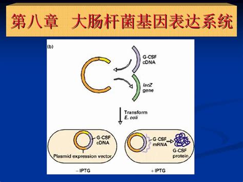 第八章大肠杆菌基因表达系统word文档在线阅读与下载无忧文档