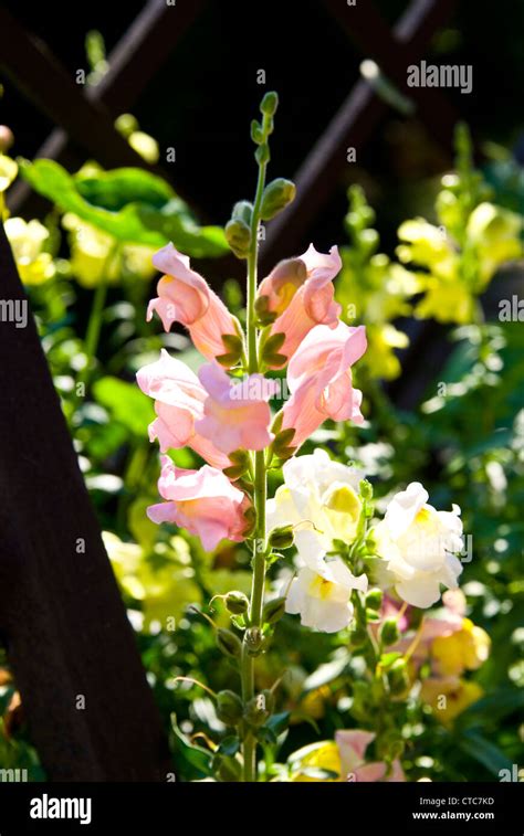 Yellow Snapdragon Flower Hi Res Stock Photography And Images Alamy