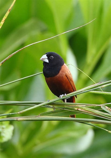 Chestnut Munia Or Black Headed Mannikinmunianun Lonchura