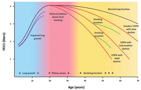 1 The Course Of Lung Function FEV 1 Throughout Life Black Line