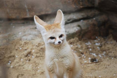 Fennec Fox Zoochat