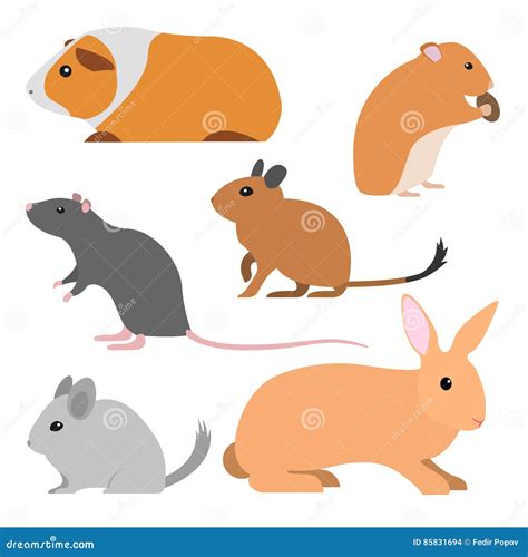 Chinchilla Rabbit Stock Illustrations 327 Chinchilla Rabbit Stock