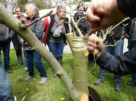 Avril Binage Paillage Greffe En Couronne Avalou Plabenneg