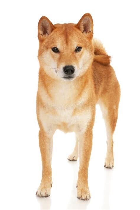 Shiba Inu Dog Isolated On Black Background Stock Image Image Of