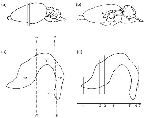 A Scheme Of Rat Brain B Scheme Of The Brain Ventricles Arrow