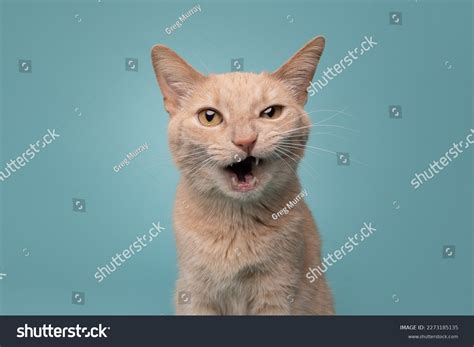 Studio Headshot Portrait Domestic Cat Mouth Stock Photo 2273185135 ...