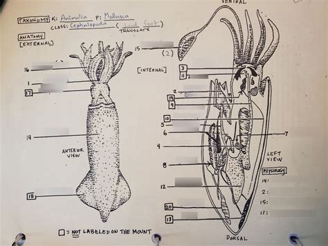 Squid Anatomy And Physiology Diagram Quizlet