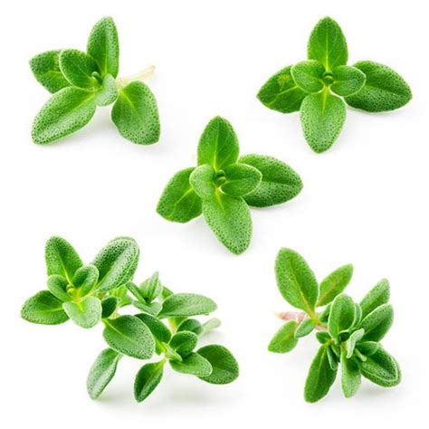 Thyme Leaves In Hyderabad Telangana Thyme Leaves Fresh Thyme Leaves