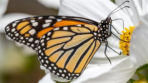 Borboleta monarca passa a ser considerada Em Perigo de extinção Meus