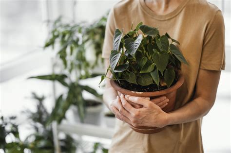 8 Consejos Esenciales Para Cuidar De Tus Plantas Plantas Y Deco