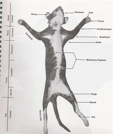 Cat Dissection Diagram