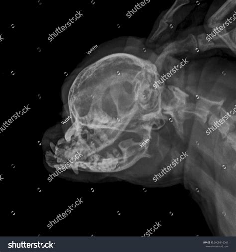 Dog Skull X Ray: Over 147 Royalty-Free Licensable Stock Photos ...