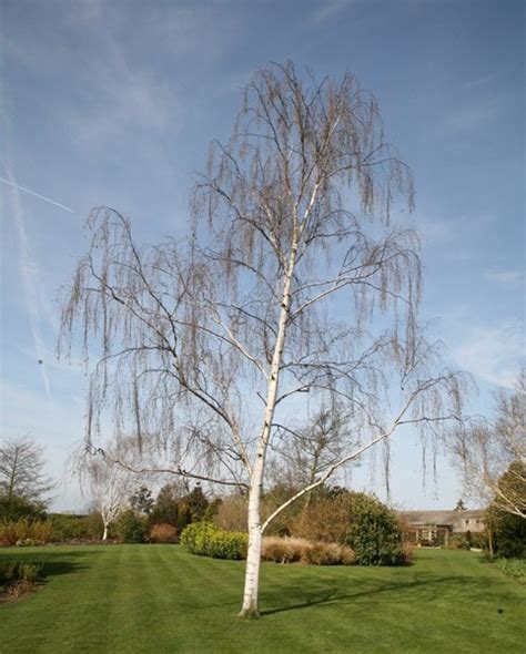 Buy Silver Birch Syn Betula Alba Betula Pendula Delivery By