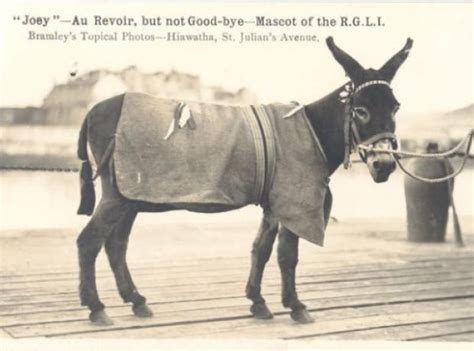 Remembrance Day Some Tales Of Famous Animals Gspca Guernsey