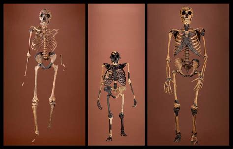 Smithsonian Insider – New Hall of Human Origins points to environmental ...