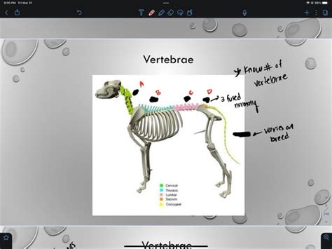 Clinical Anatomy Exam Ii Flashcards Quizlet