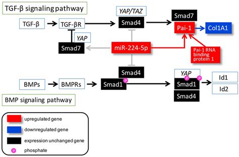 A Model Of MiR 224 5p Signaling In Osteoblast Differentiation Of The