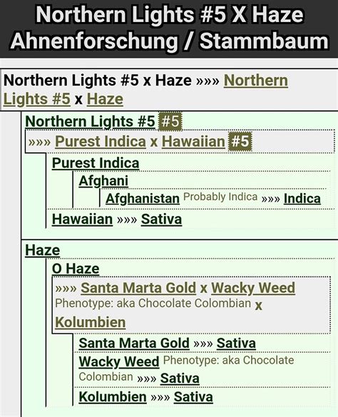 1 SCROG Projekt Northern Lights 5 X Haze Growreports Forum