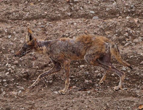 What To Do If You See A Chupacabra In Texas During The Summer