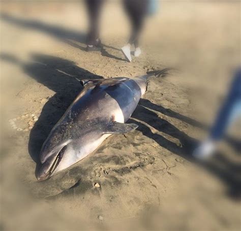 Vittime Del Maltempo Un Delfino Ed Una Tartaruga Ritrovati In Spiaggia