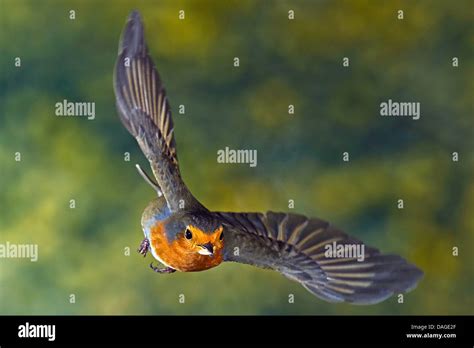 European Robin Erithacus Rubecula In Flight With Feed In Its Bill