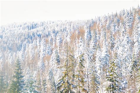 White Snowy Forest Stock Photo - Download Image Now - Landscape ...