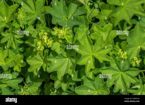 Alchemilla Coriacea Hi Res Stock Photography And Images Alamy