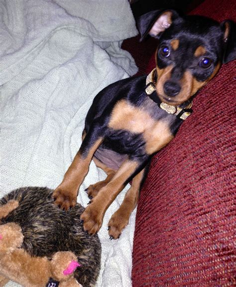 Min Pin Puppy Min Pin Puppies Puppies And Kitties Miniature Pinscher