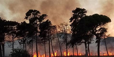 A fuoco la pineta storica della città a Macomer brucia la pineta