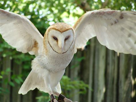 Barn Owl With Wings Spread By Shadowkorin Photos On Deviantart