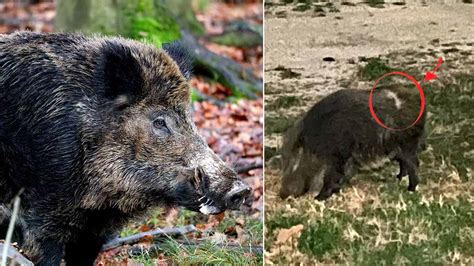 Articulo Un Cazador Abate Un Jabal Con Una Cicatriz De M S De