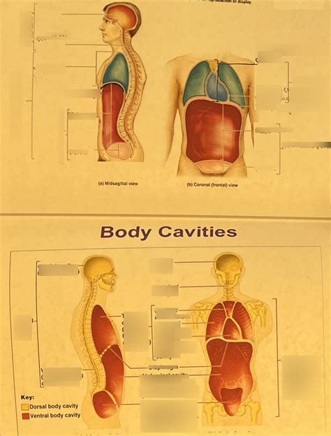 Body Cavities Diagram Quizlet