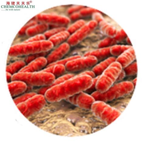 Food Grade High Activity Billion Cfu G Lactobacillus Delbrueckii