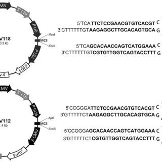 The Schematic Illustration Of The ShRNA Expressing Lentiviral