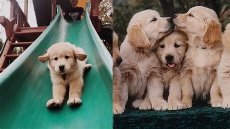 Funny and Cute Golden Retriever Puppies Compilation #2 - Cutest Golden ...